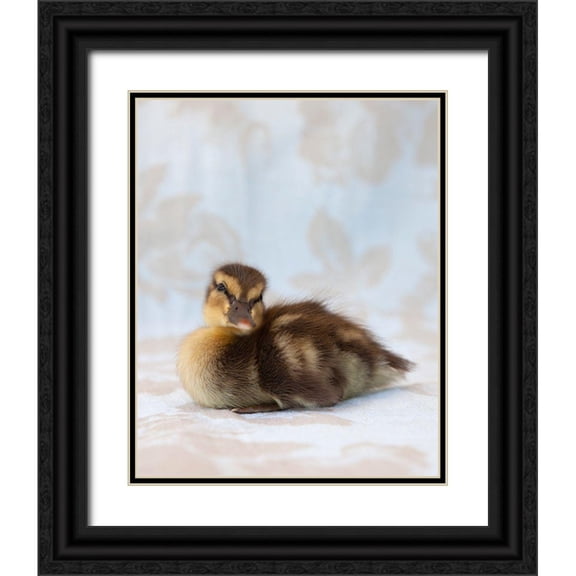 Soderman, Tania 20x24 Black Ornate Wood Framed with Double Matting Museum Art Print Titled - Peanut