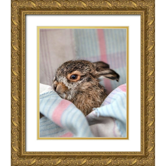 Soderman, Tania 20x24 Gold Ornate Wood Framed with Double Matting Museum Art Print Titled - Baby Rabbit VI