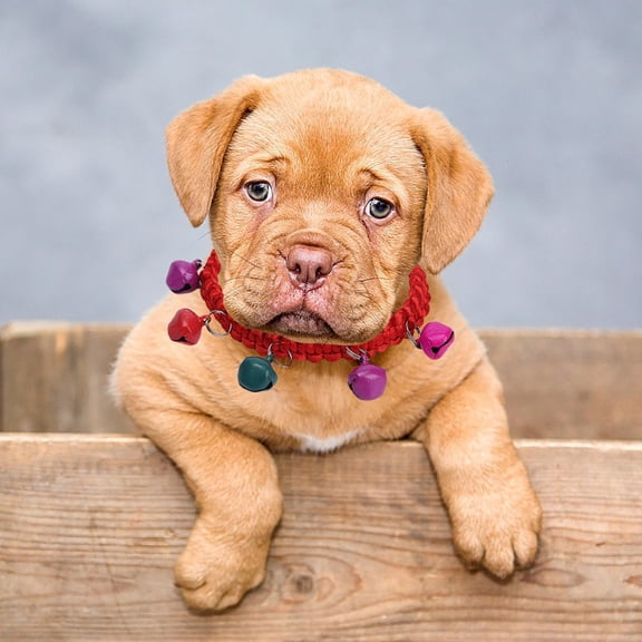 Soft Acrylic Pet Collar for Small Cats and Dogs – Comfortable Lightweight Adjustable Indoor Outdoor Use Pet Collar for Under 10 Lbs Durable TPR Acrylic Material Gentle Everyday Wear