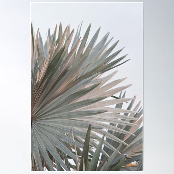 Soft Bismarck Palm Leaf #1 #Tropical #Wall #Decor #Art Poster Wall Art, Modern Wall Decor For Living Room Bedroom, 12x18 UNFRAMED