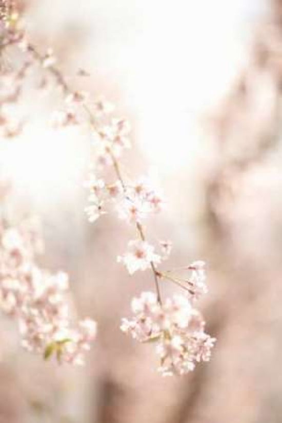 Soft Blooms III Canvas Art - Karyn Millet (24 x 36)