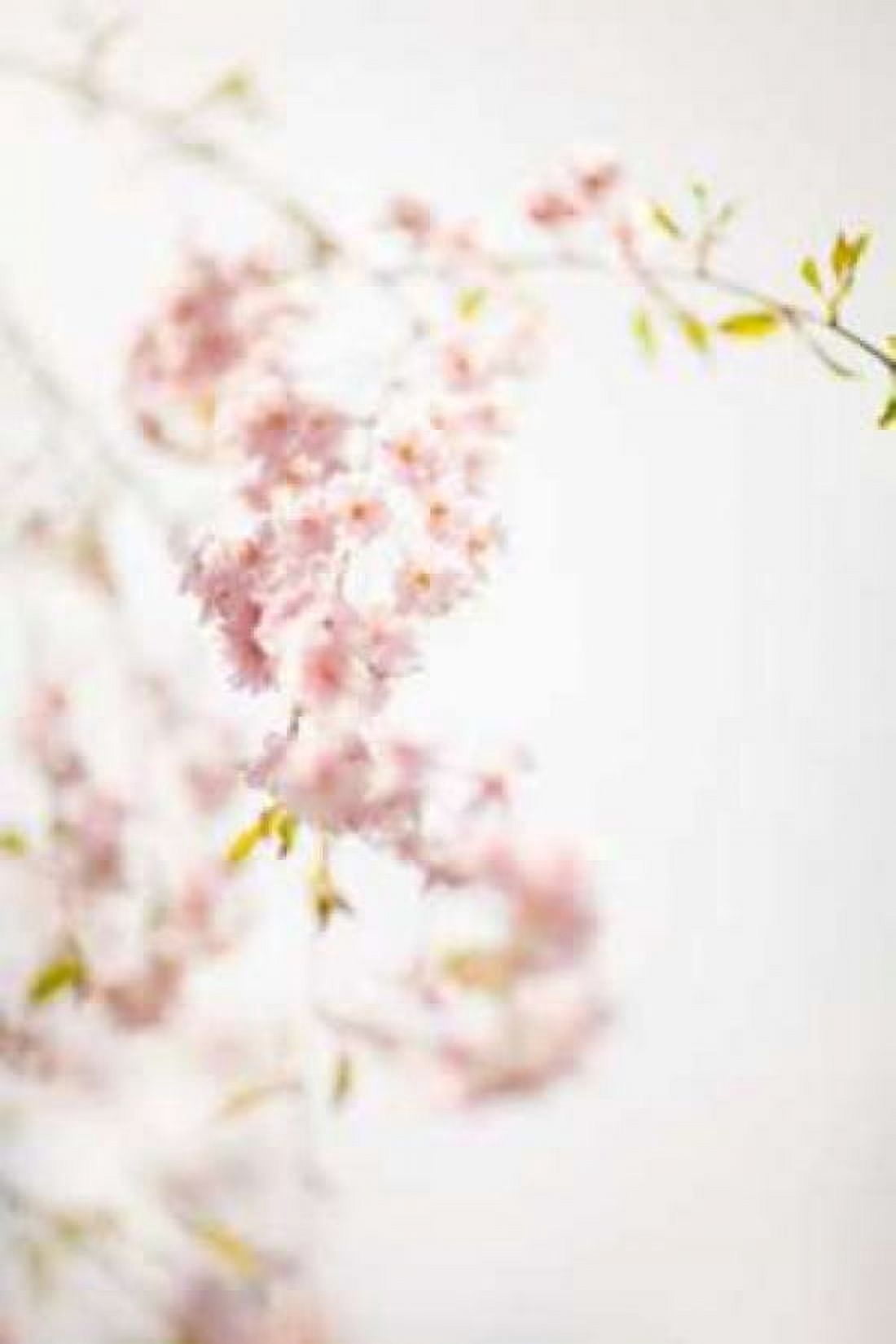 Soft Blooms IV Canvas Art - Karyn Millet (24 x 36)