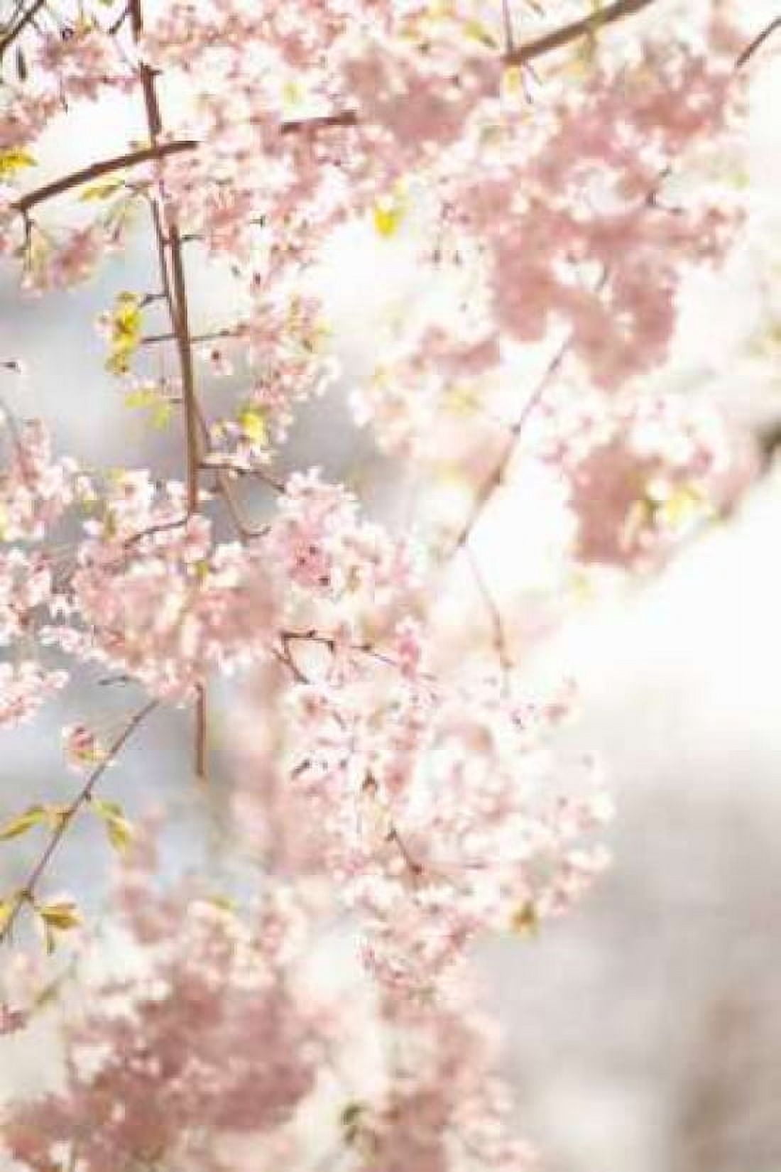 Soft Blooms V Canvas Art - Karyn Millet (24 x 36)