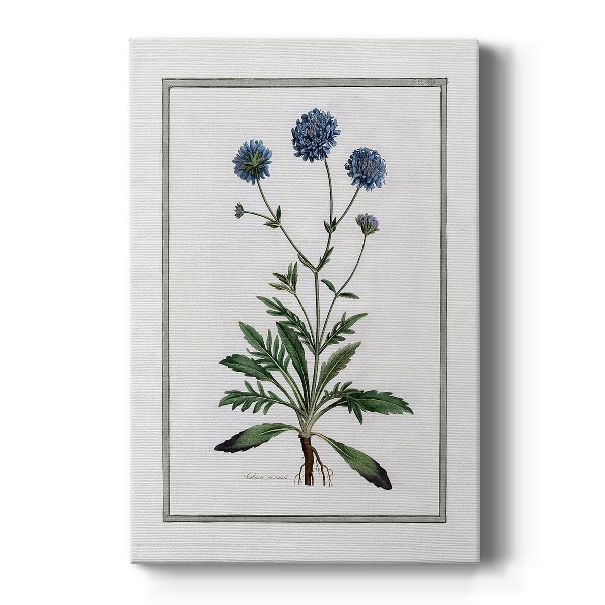 Soft Botanical II Premium Gallery Wrapped Canvas - Ready to Hang