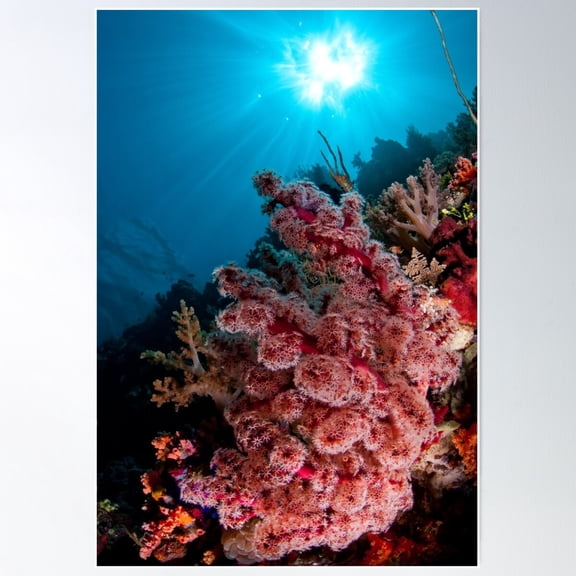 Soft Coral, Wakatobi National Park, Indonesia Poster Wall Art, Modern Wall Decor For Living Room Bedroom, 8x12 UNFRAMED