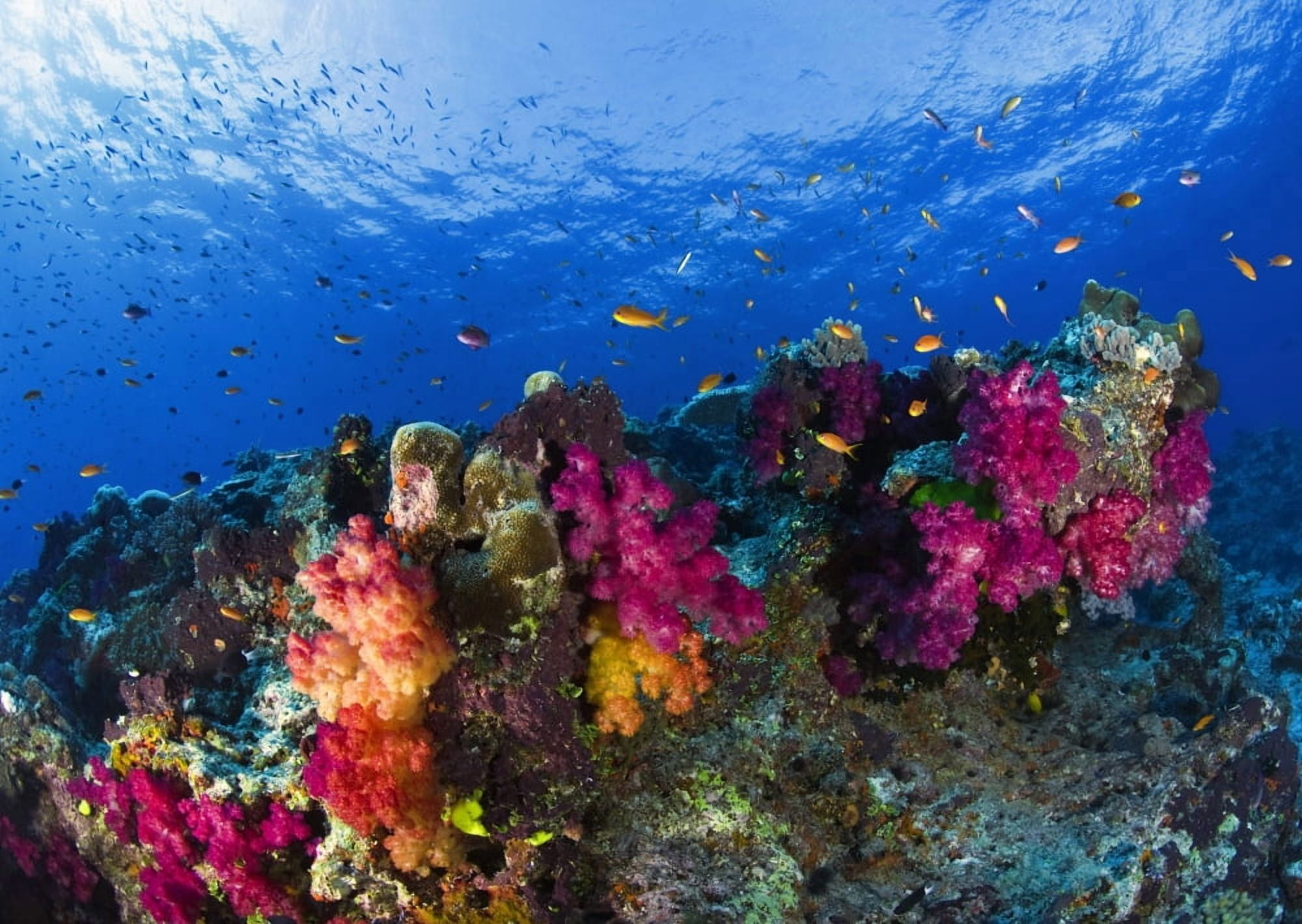 Soft Corals On Shallow Reef Fiji Canvas Art - Carson Ganci Design Pics (18 x 12)