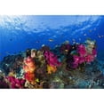 thumbnail image 1 of Soft Corals On Shallow Reef Fiji Poster Print - 18 x 12, 1 of 1