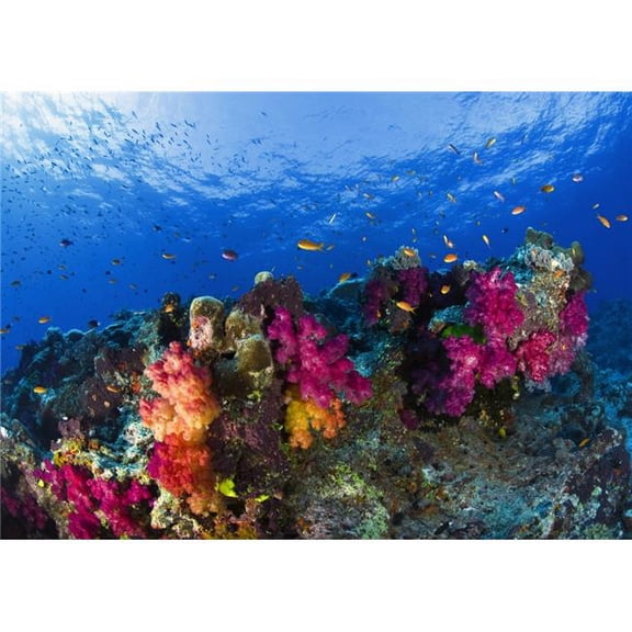 Soft Corals On Shallow Reef Fiji Poster Print - Large - 36 x 24