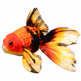 thumbnail image 1 of Soft Fish Plush Toy Cute Colored Goldfish Doll Plushies Soft Companion Sleep Pillow Stuffed Aquarium Animal Doll Throw Pillow Home Decor, 1 of 6