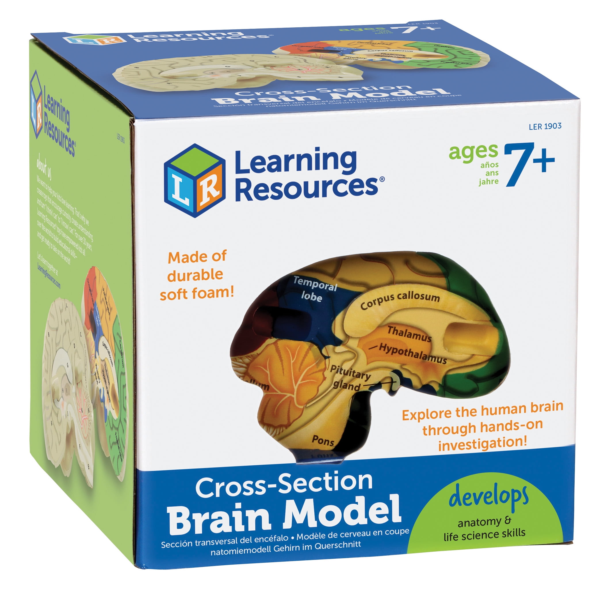 LEARNING RESOURCES Soft Foam Cross-Section Human Brain Model, Human Body for Kids, STEM Kits, Science Toys for Boys Girls, Ages 7 8 9+