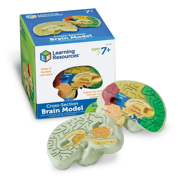Learning Resources Cross-Section Brain Model - Anatomy Classroom Must Haves, Ages 7+