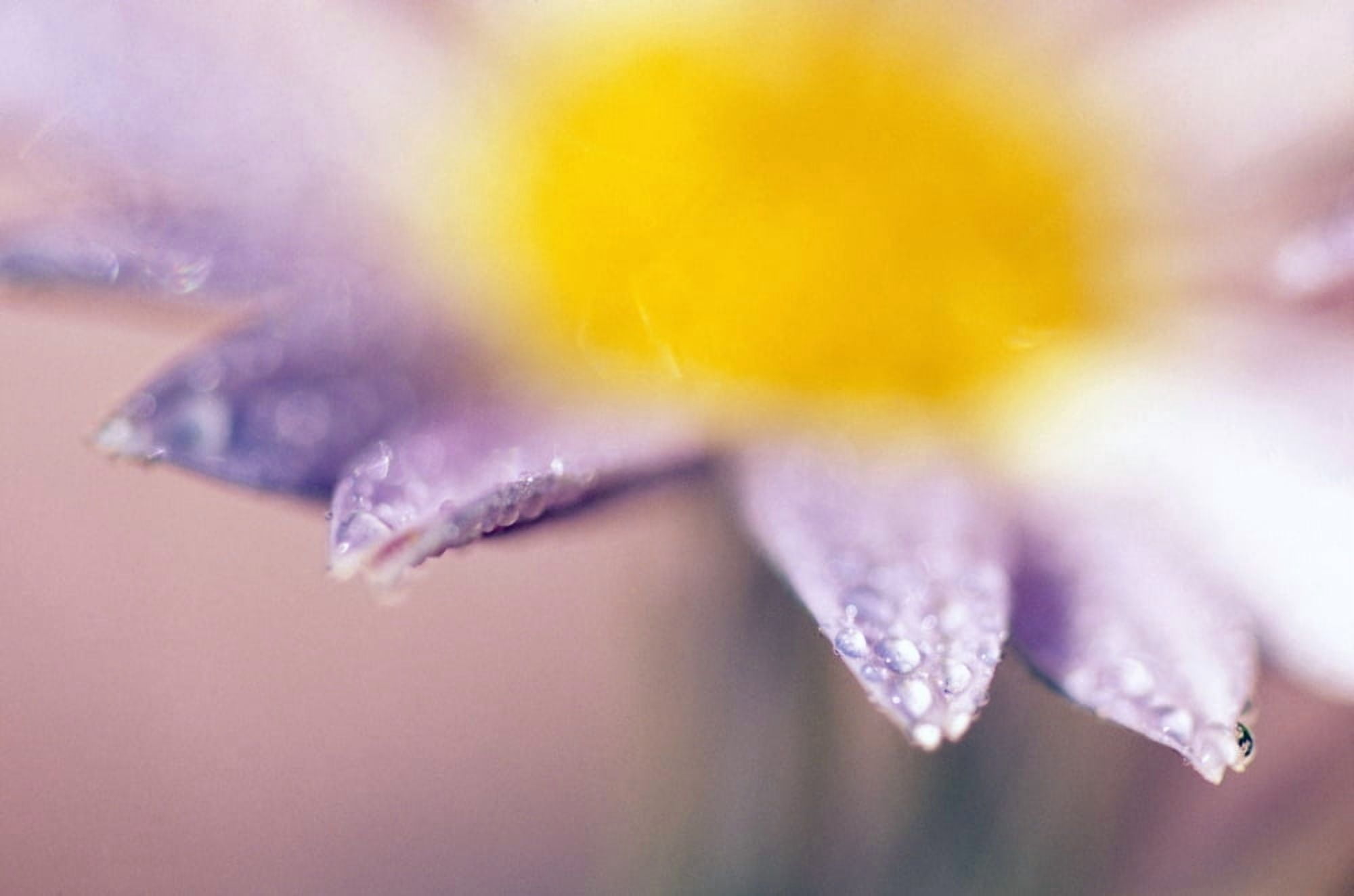 Soft-Focus Detail Of Daisy Flower With Dewdrops On Petals Canvas Art - Natural Selection Craig Tuttle Design Pics (18 x 12)