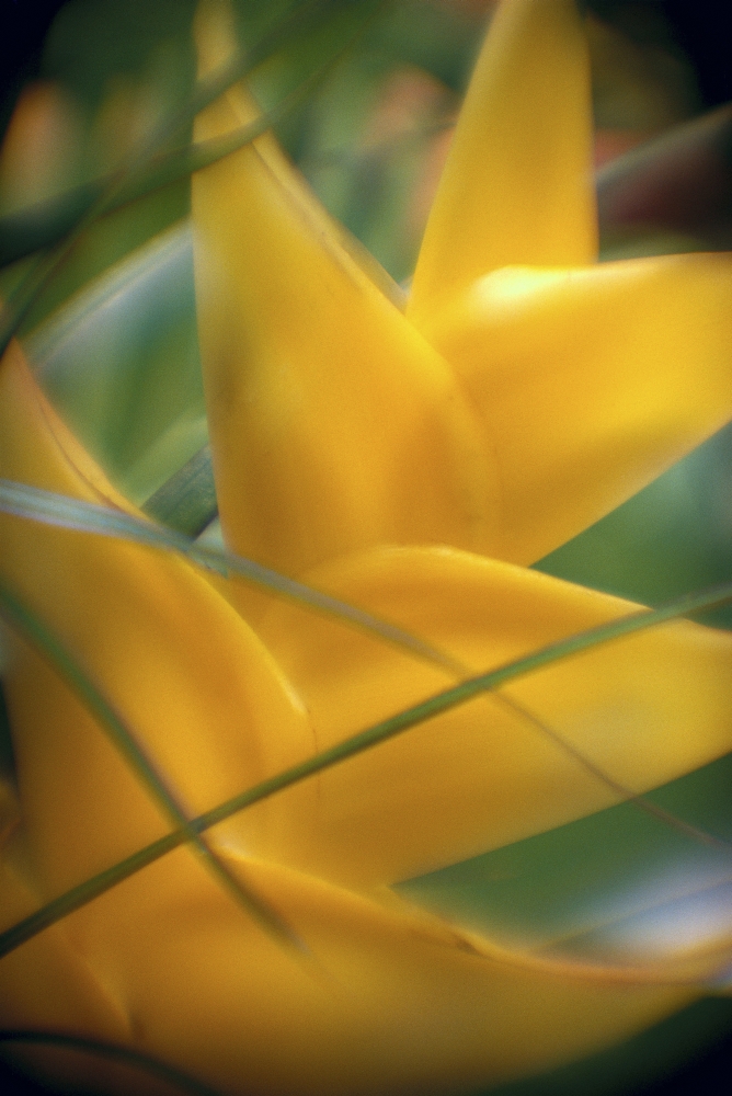 Soft Focus Detail Of Yellow Heliconia Flower On Plant A22A Canvas Art - Joe Carini Design Pics (24 x 38)