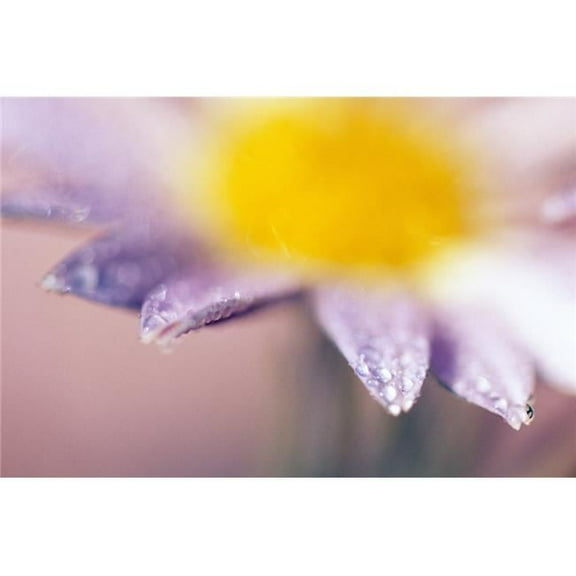 Soft-Focus Detail of Daisy Flower with Dewdrops On Petals Poster Print by Natural Selection Craig Tuttle - 18 x 12