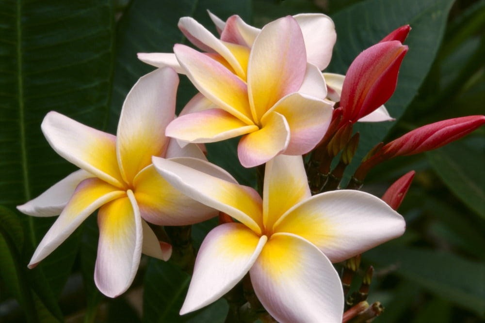 Soft Focus Of White Plumeria Flowers With Pale Yellow Centers Dark Pink Buds Canvas Art - Himani Smeaton Design Pics (38 x 24)