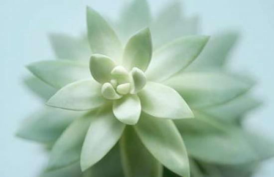 Soft Focus Succulent 2 Canvas Art - Julie Greenwood (12 x 18)