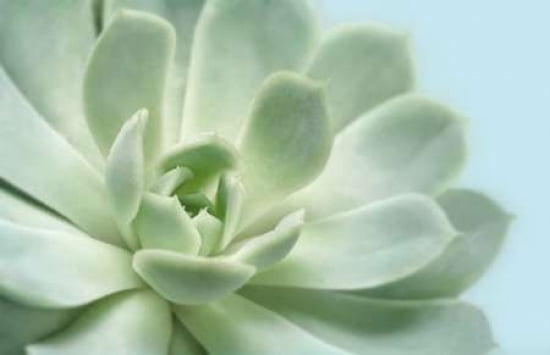 Soft Focus Succulent 3 Canvas Art - Julie Greenwood (24 x 36)