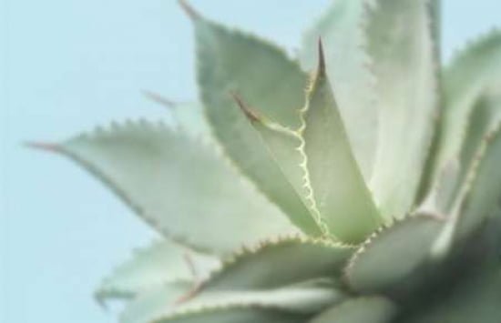 Soft Focus Succulent 4 Canvas Art - Julie Greenwood (24 x 36)
