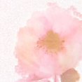 thumbnail image 1 of Soft Light Pink 2 Poster Print by Allen Kimberly, 1 of 2
