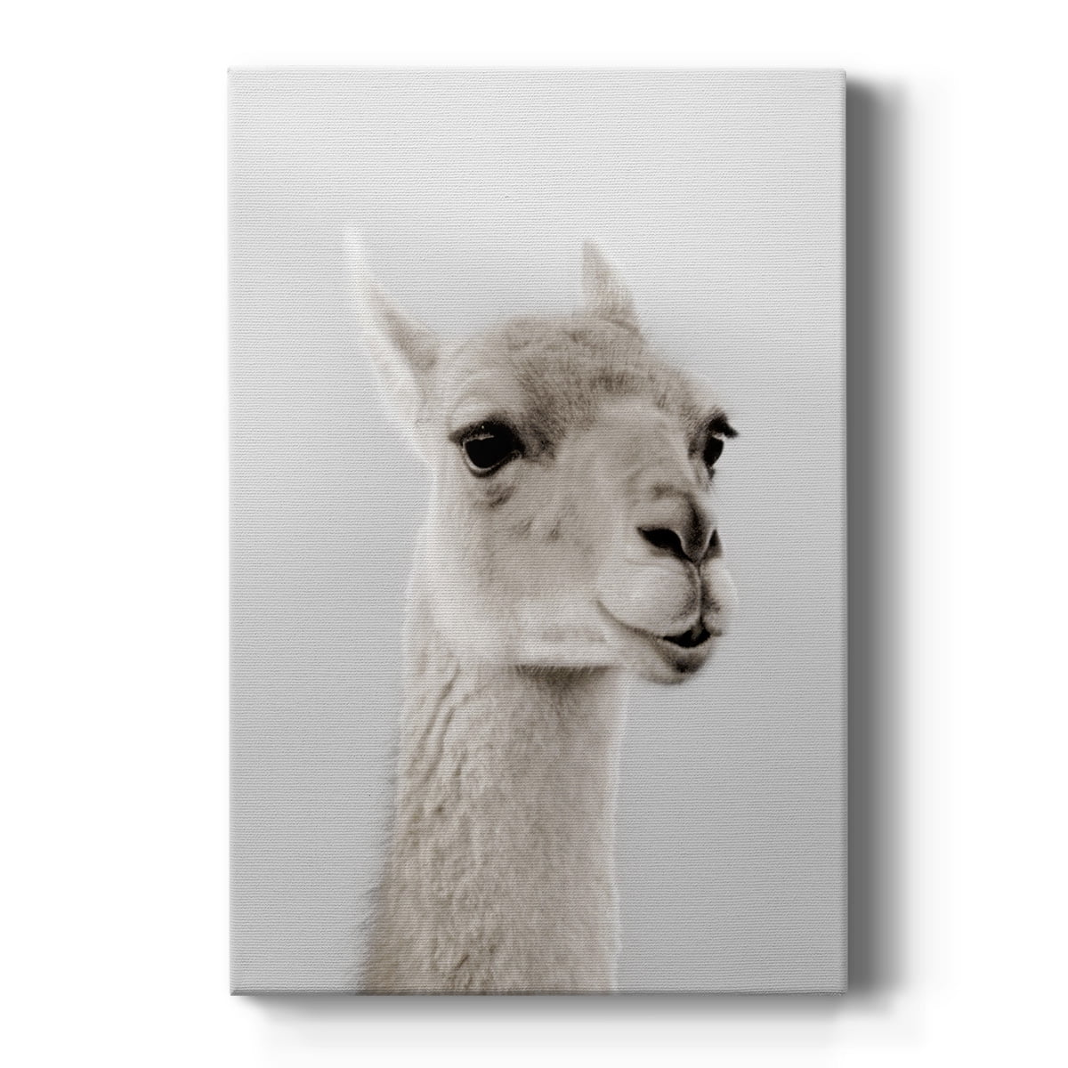 Soft Llama Premium Gallery Wrapped Canvas - Ready to Hang