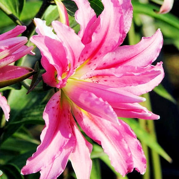 Soft Music Double Oriental Lily Flower Bulbs - 3 Lilies Bulbs per Pack - Attracts Butterflies & Hummingbirds - Good as Cut Flowers - Grows Well In Containers - Pleasantly Scented