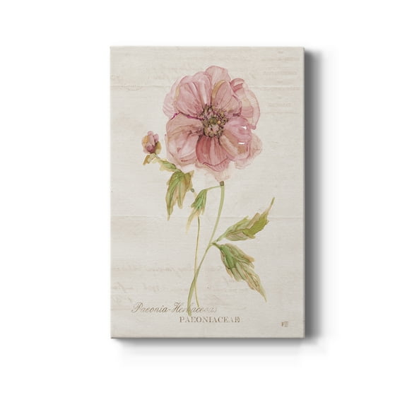 Soft Peony Premium Gallery Wrapped Canvas - Ready to Hang - 8 x 12