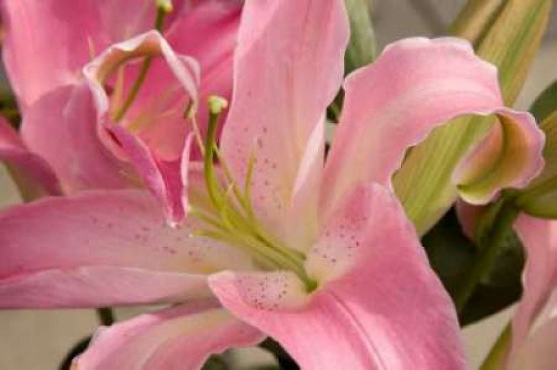 Soft Pink Lily I Canvas Art - Maureen Love (12 x 18)