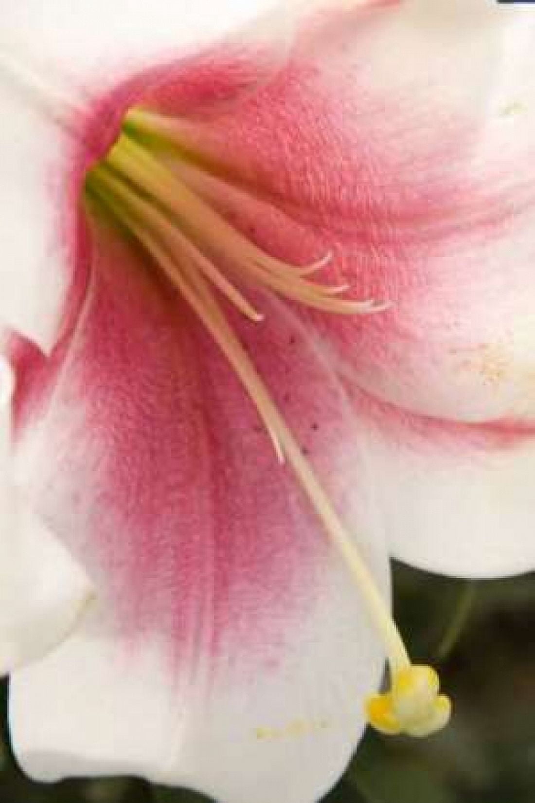 Soft Pink Lily II Canvas Art - Maureen Love (24 x 36)