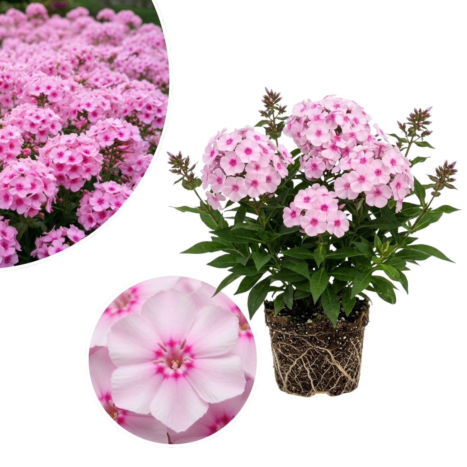fast plants spray Natural + Non-Toxic Houseplant Pest Spray