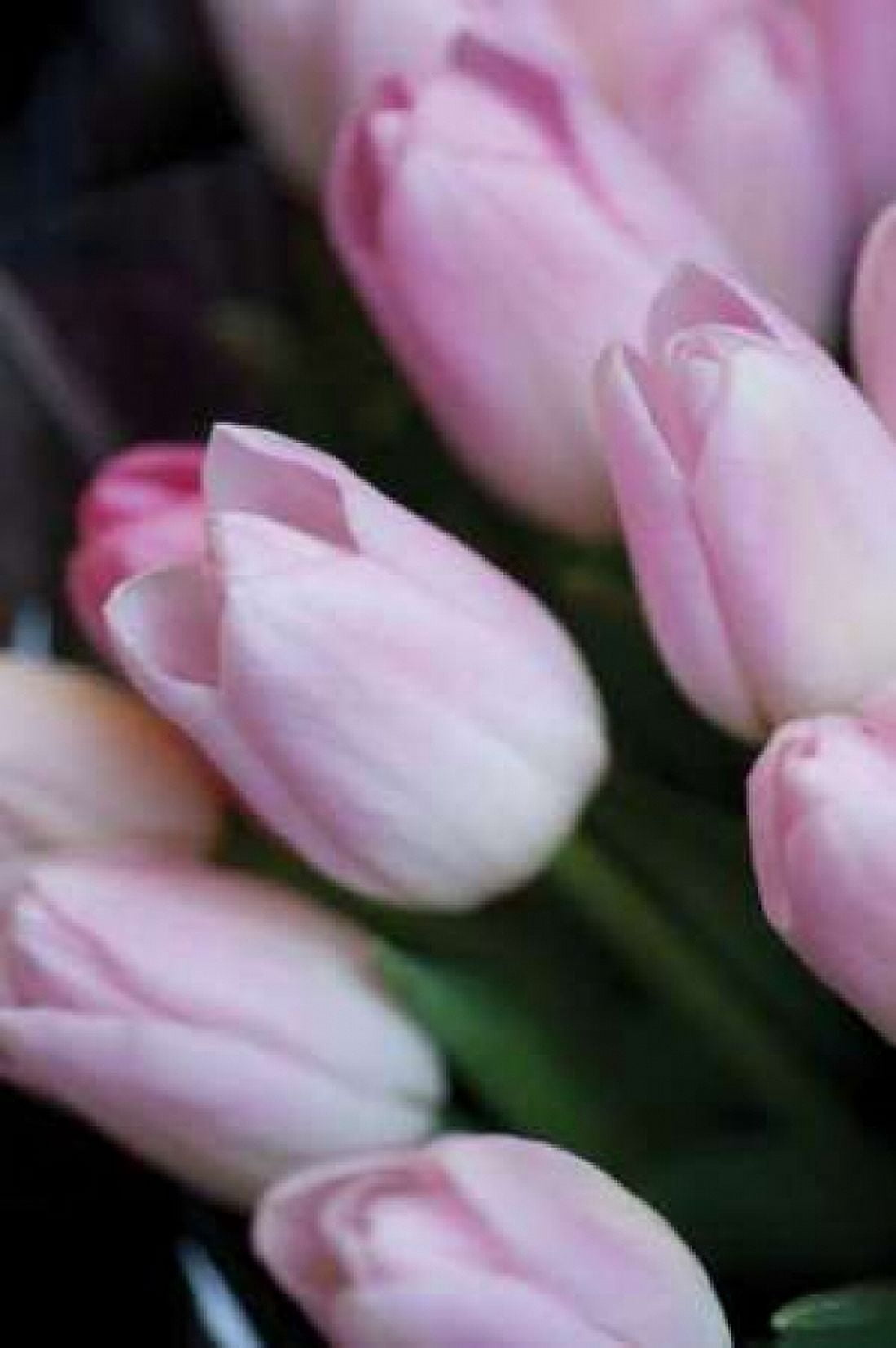 Soft Pink Tulips I Canvas Art - Erin Berzel (20 x 28)