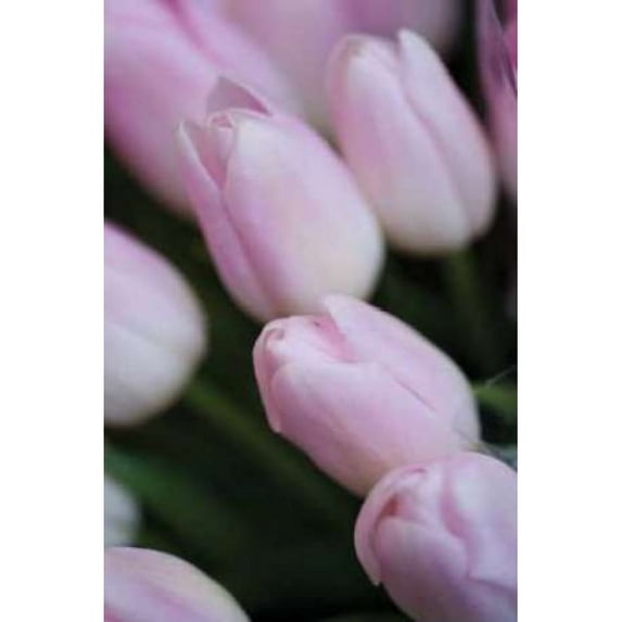 Soft Pink Tulips II Poster Print by Erin Berzel (10 x 14)