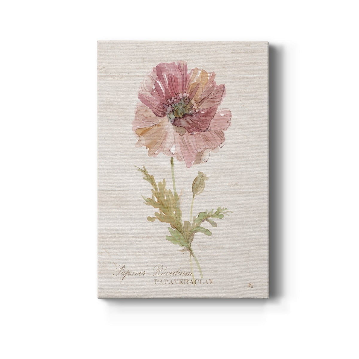 Soft Poppy Premium Gallery Wrapped Canvas - Ready to Hang - 40 x 60