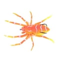thumbnail image 1 of Soft Spider Bait, Bass Fishing Lure, Lifelike Skin Pattern, Bionic Weedless Strong Plastic Body, Barbed Hooks, for Bass Snakehead Pike Trout, 1 of 1