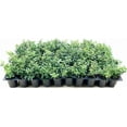 thumbnail image 1 of Soft Touch Compact Japanese Holly | 10 Live Plants | Ilex crenata | Low Maintenance Evergreen Shrub, 1 of 6