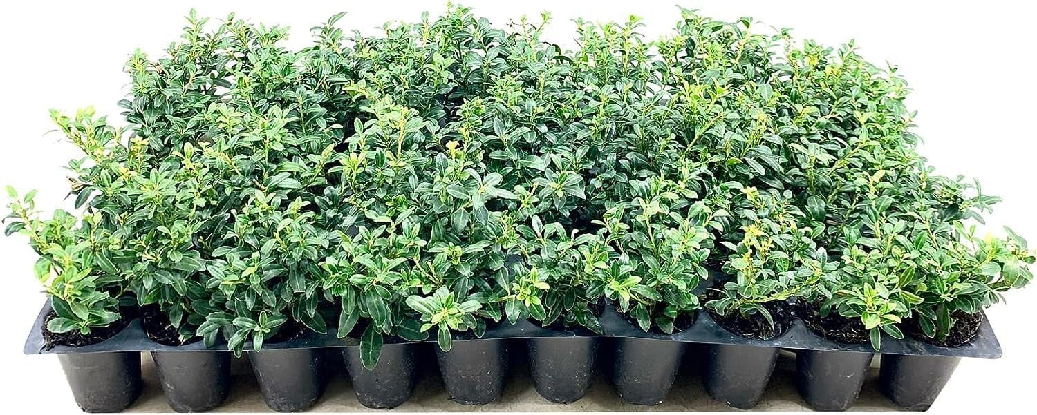 Soft Touch Compact Japanese Holly | 30 Live Plants | Ilex crenata | Low Maintenance Evergreen Shrub