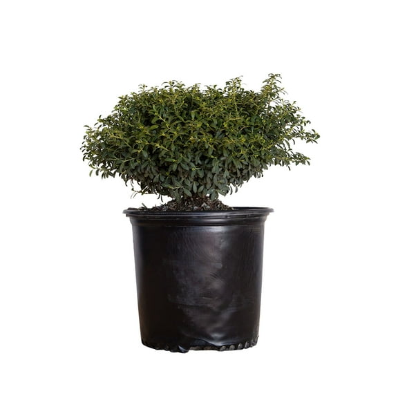 Expert Gardener Soft Touch Holly (2.5 Gallon) Finely Textured Compact Evergreen Shrub - Full Sun Live Outdoor Plant