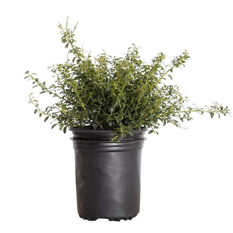 HOLLY Sky Pencil Holly (2.5 Quart) Narrow and Upright Evergreen