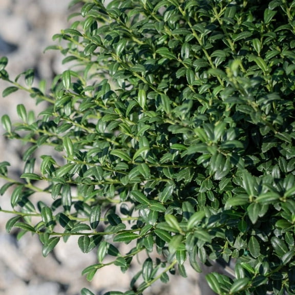 Soft Touch Japanese Holly - Ilex crenata 'Soft-Touch'