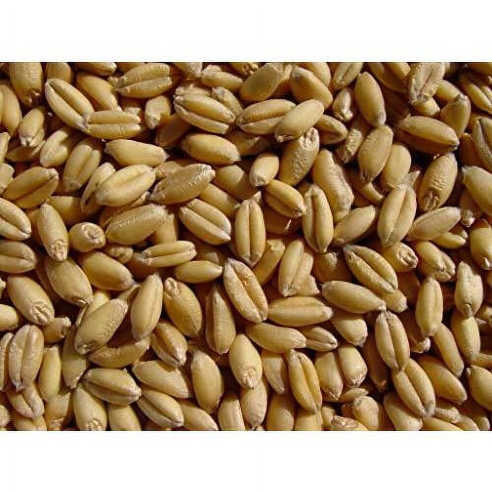 Soft White Wheat 15 Lbs, Wheat Berries, All Natural, NonGMO, Kosher