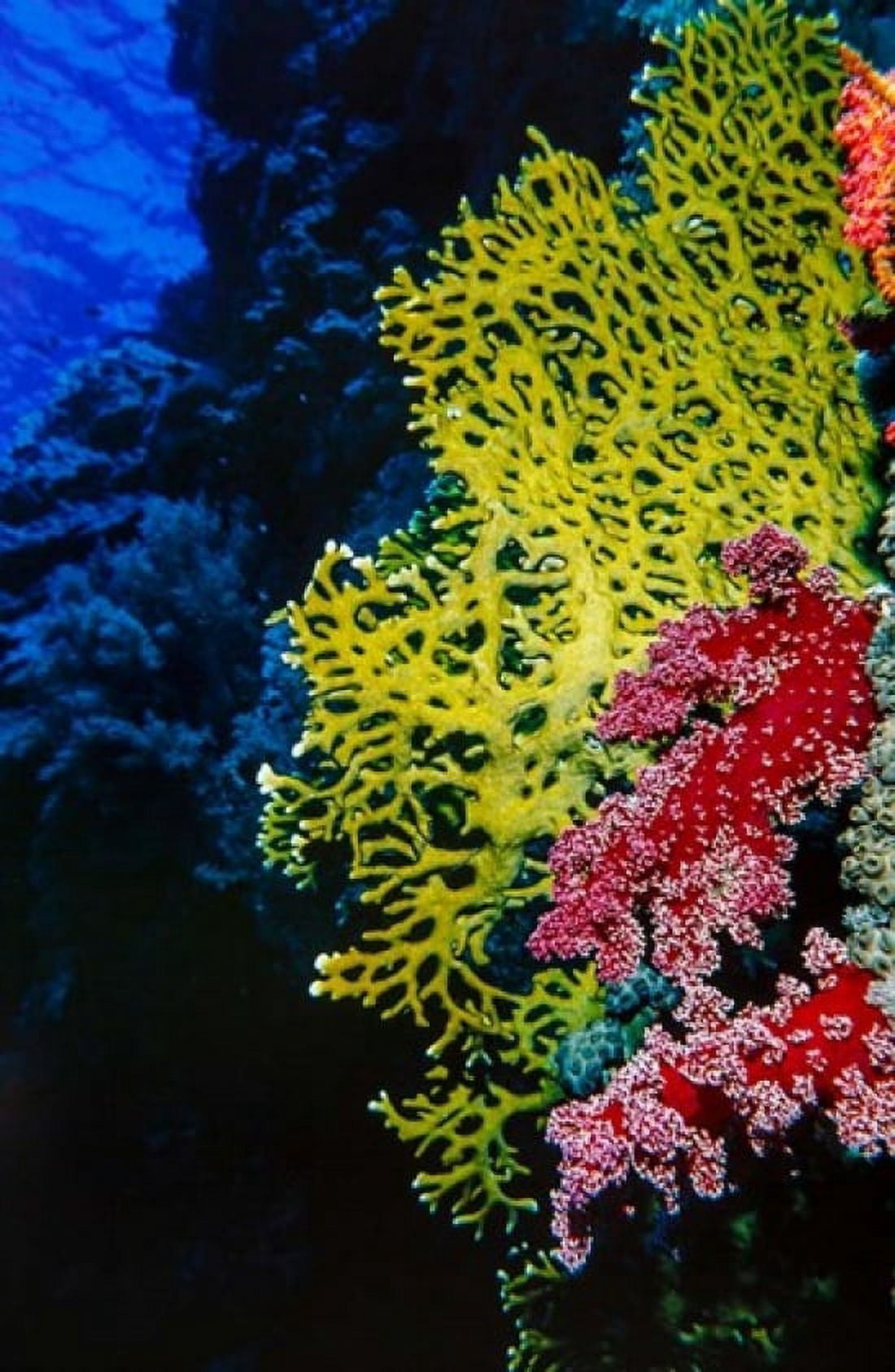 Soft and hard corals at Abu Basala Red Sea Egypt Canvas Art - Ali Kabas DanitaDelimont (18 x 24)