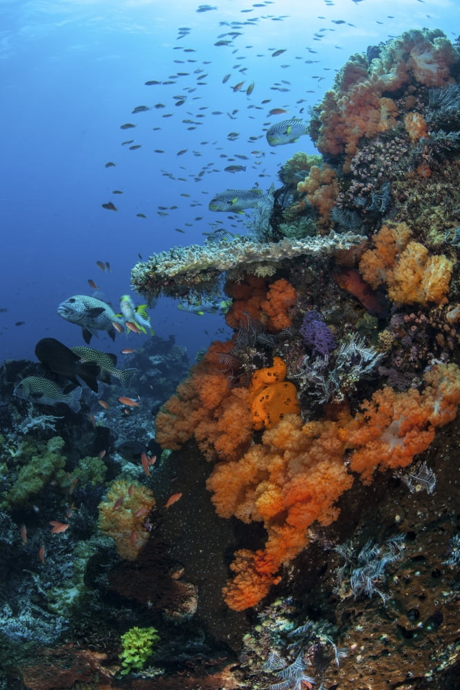 Soft and hard corals grow on a healthy reef in Indonesia Canvas Art - Ethan DanielsStocktrek Images (23 x 34)