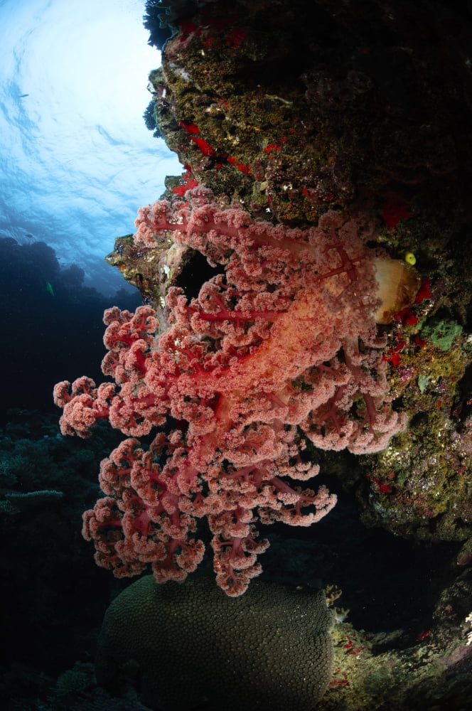 Soft coral Fiji Canvas Art - Todd WinnerStocktrek Images (23 x 35)