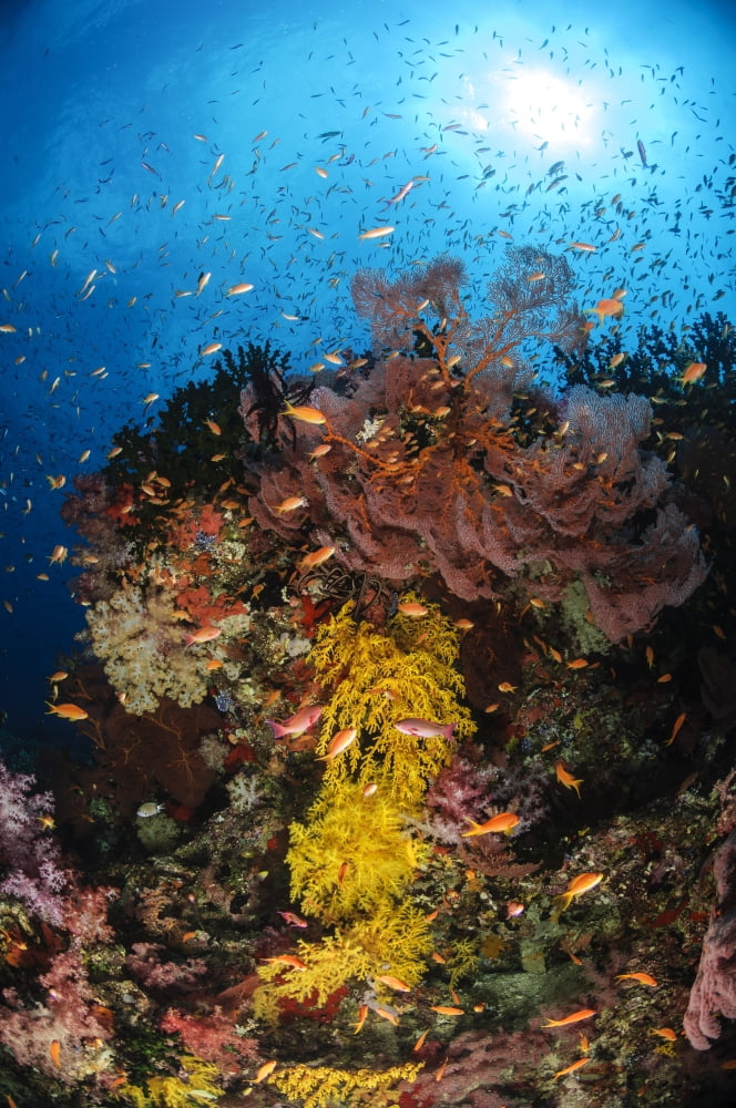 Soft coral and sea fan Fiji Canvas Art - Todd WinnerStocktrek Images (12 x 18)