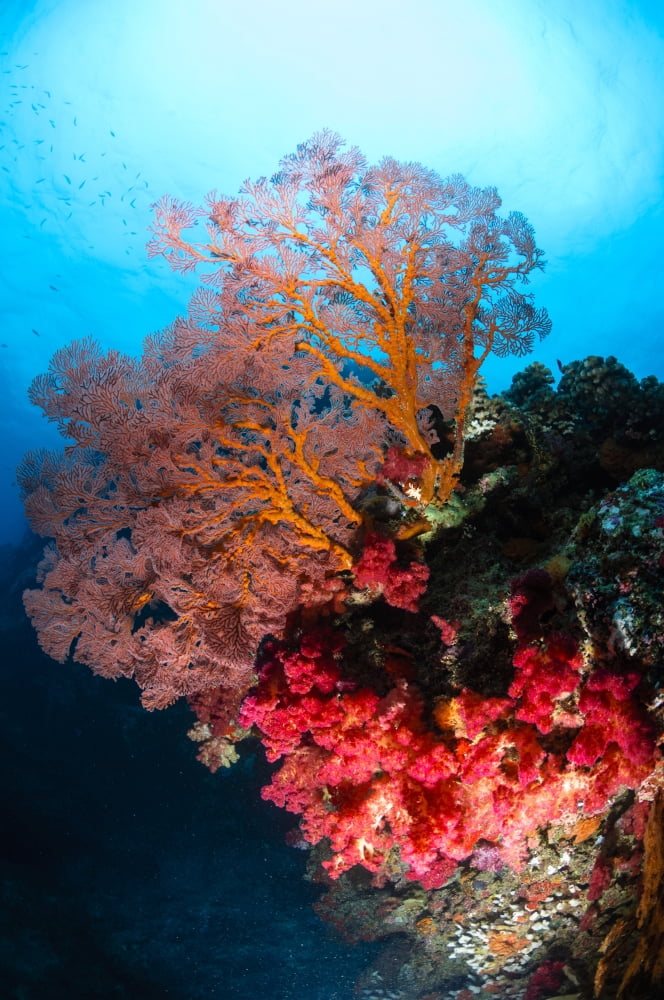 Soft coral and sea fan Fiji Canvas Art - Todd WinnerStocktrek Images (23 x 35)