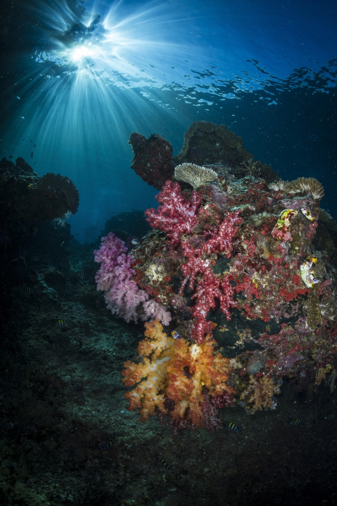 Soft coral and sunburst in Raja Ampat Indonesia Canvas Art - Todd WinnerStocktrek Images (12 x 18)