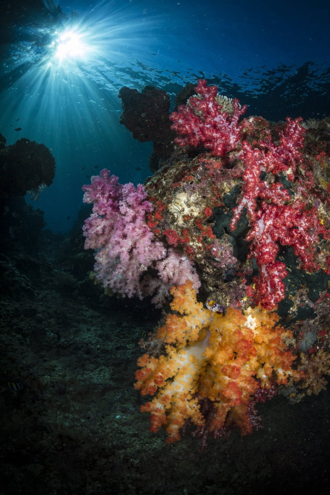 Soft coral and sunburst in Raja Ampat Indonesia Canvas Art - Todd WinnerStocktrek Images (23 x 35)