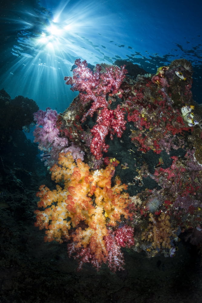 Soft coral and sunburst in Raja Ampat Indonesia Canvas Art - Todd WinnerStocktrek Images (23 x 35)