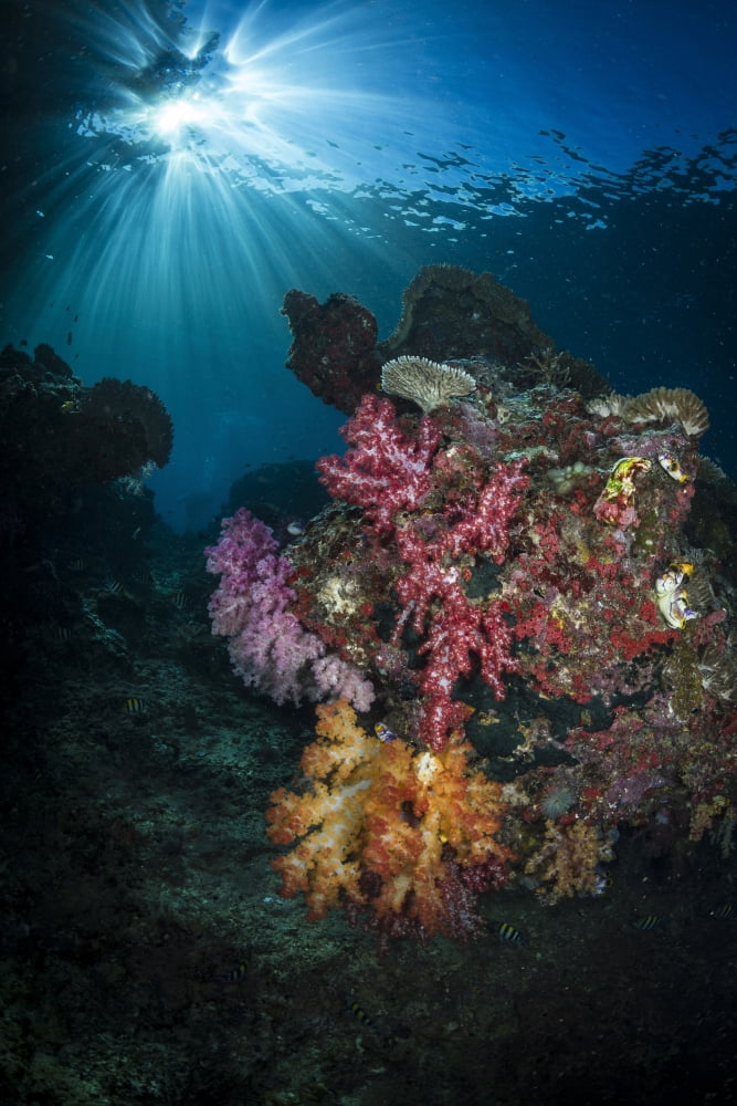 Soft coral and sunburst in Raja Ampat Indonesia Canvas Art - Todd WinnerStocktrek Images (23 x 35)