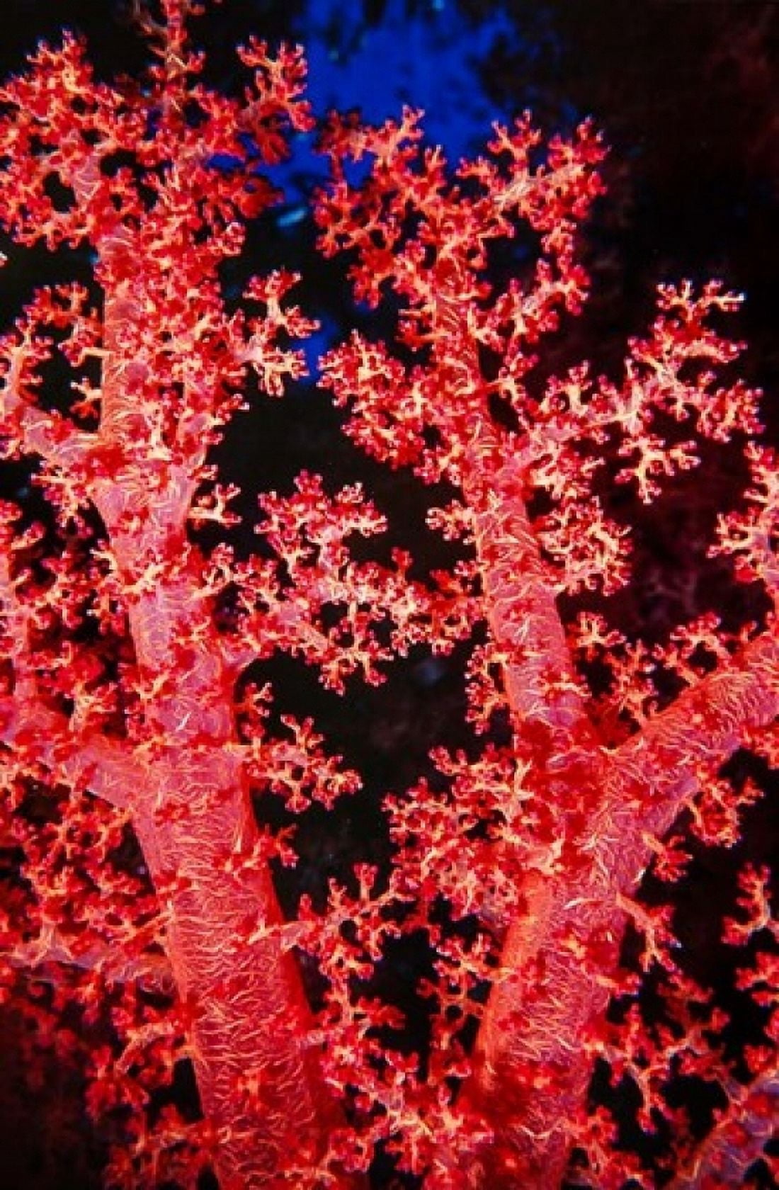 Soft coral at Abu Soma Arbaa Red Sea Egypt Canvas Art - Ali Kabas DanitaDelimont (18 x 24)