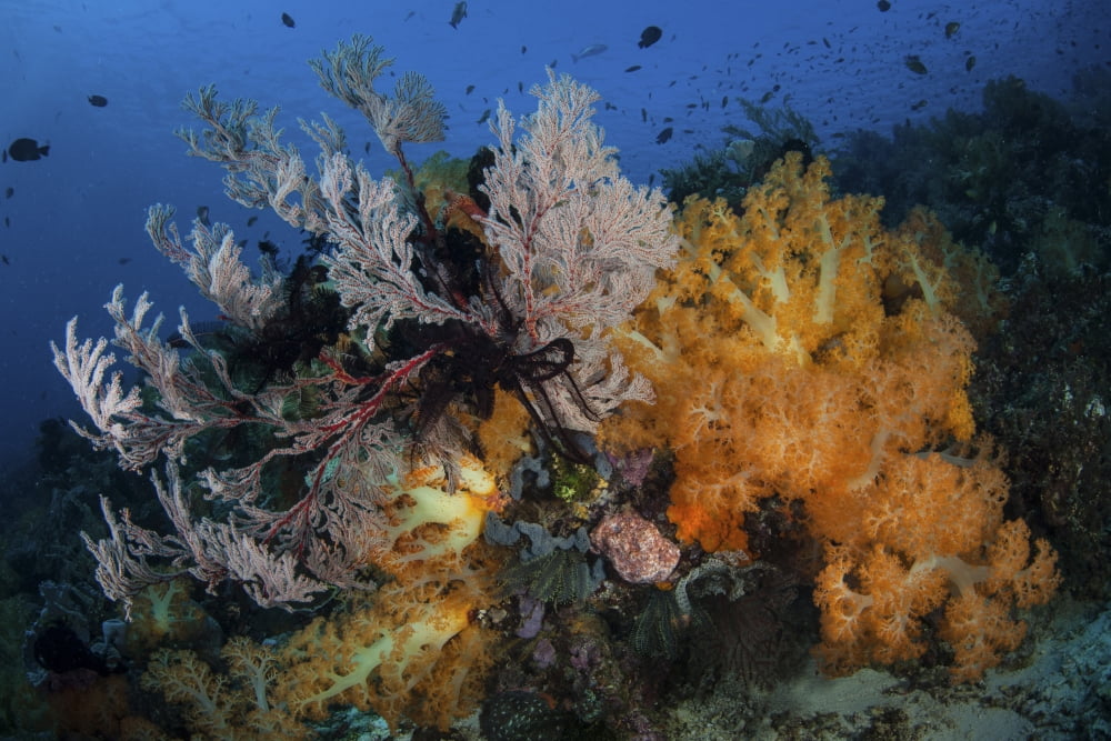 Soft coral colonies and gorgonians on a coral reef in Indonesia Canvas Art - Ethan DanielsStocktrek Images (17 x 12)